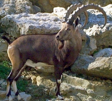 Nubian Ibex
